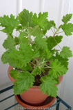 Pelargonium  frensham