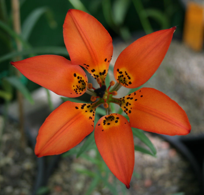 Lilium philadelphicum