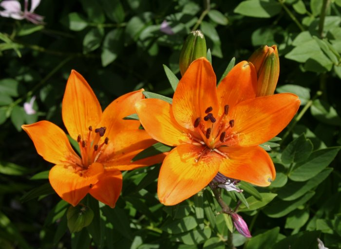 Lilium bulbiferum ssp. bulbiferum