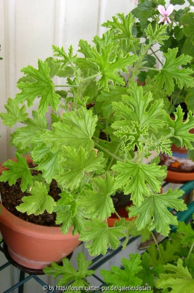 Pelargonium Lemon Fancy