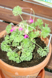 Pelargonium abrotanifolium x reniforme