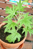Pelargonium citronella