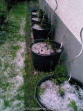 Tomaten1