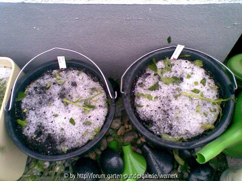 Tomaten4