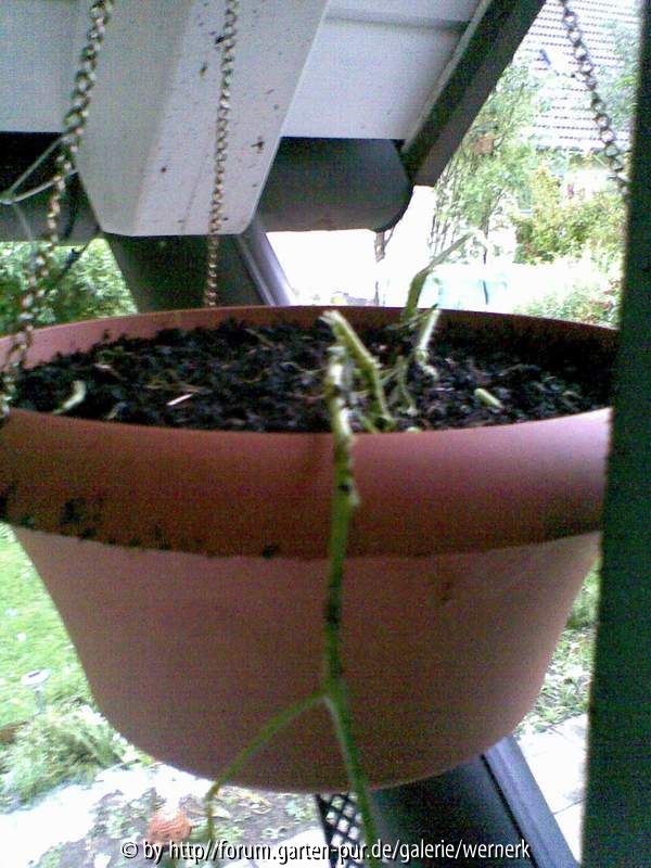 Tomaten3