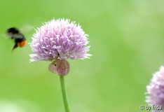 hummel_weg.jpg