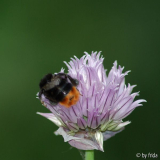 hummel_von_hinten.jpg