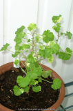 Pelargonium cripum Peach Cream