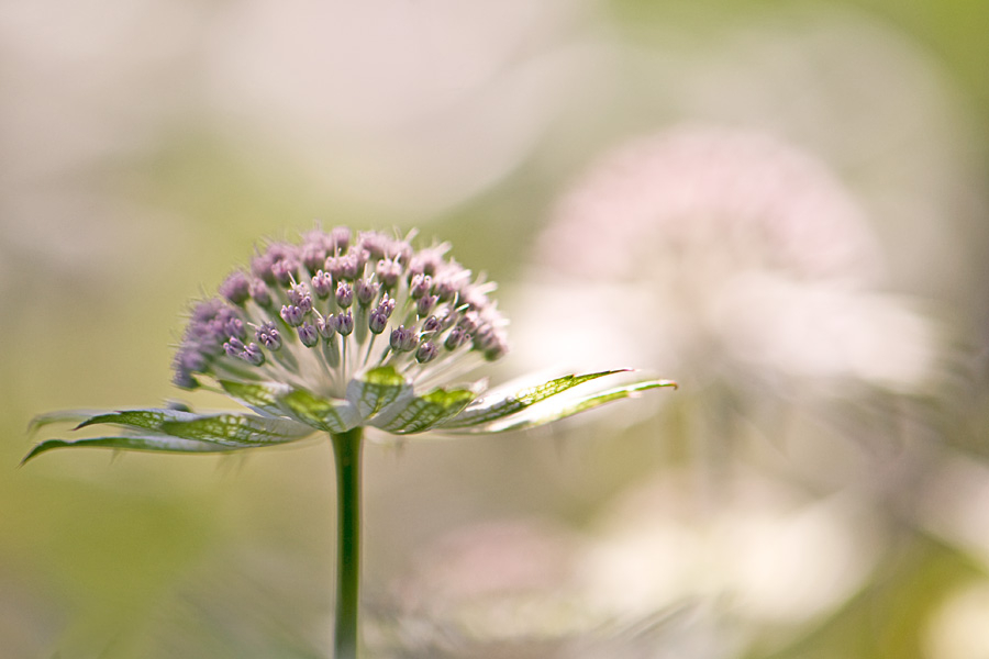 Astrantia Buckland