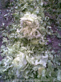 Salat