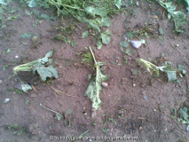 Brokolli