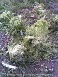 Salat3
