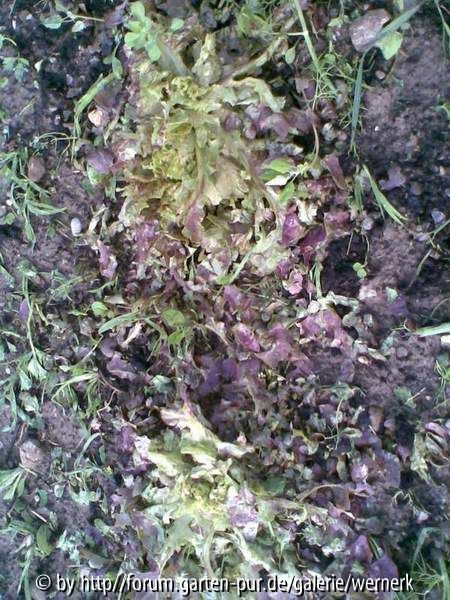Salat2