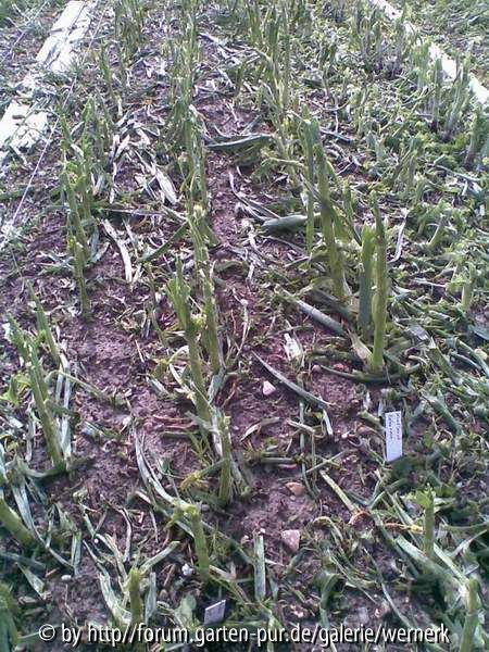 Knoblauch