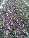 Knoblauch