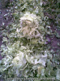 Salat1