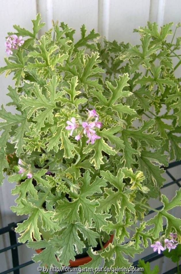 Pelargonium graveolens Lady Plymouth