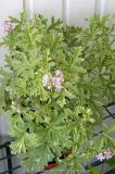 Pelargonium graveolens Lady Plymouth