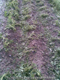 Kartoffeln1
