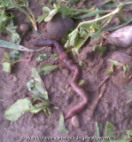 Wurm