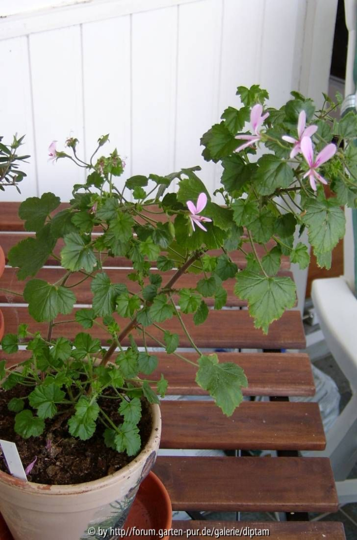 Pelargonium grey tonense