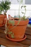 Pelargonium griseum