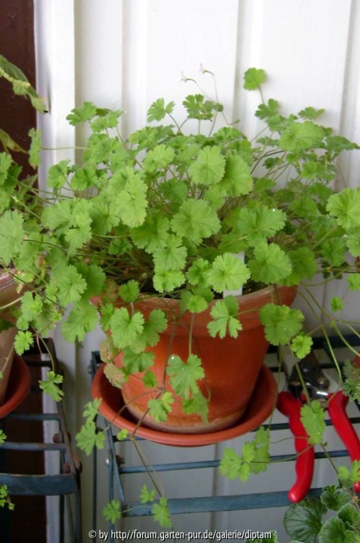 Pelargonuim iocastrum