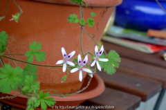 Pelargonium iocastrum  Blüte