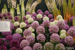 Allium.jpg