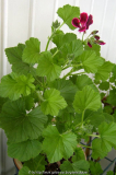 Pelargonium Lord Bute