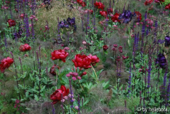 Lila-rotes Beet.jpg