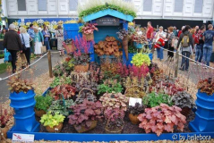 Heucheras.jpg