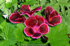 Pelargonium Lord Bute  Blüte