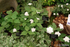 Trillium gefüllt.jpg