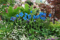 Meconopsis sheldoni.jpg