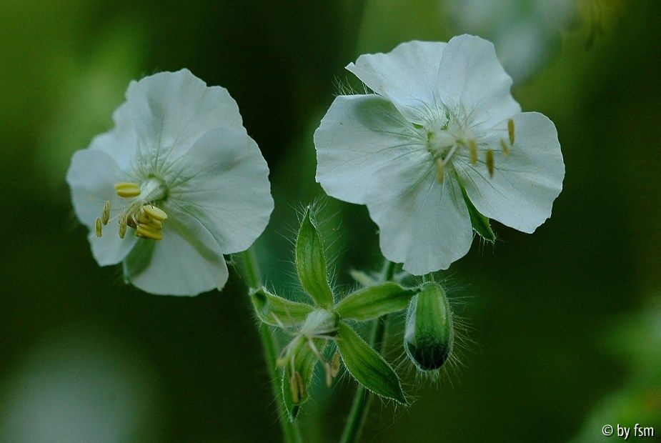 Geranium Phaeum Album 2 15-05-5007