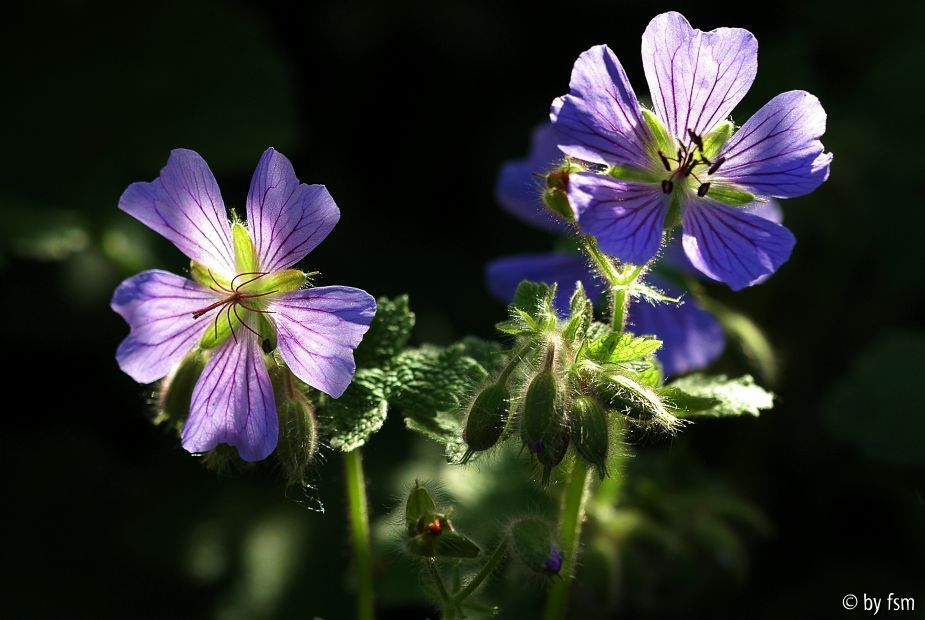 Geranium Renardii 1 24-05-2009