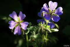 Geranium Renardii 1 24-05-2009