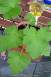 Pelargonium papilionaceum  ??