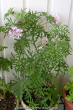 Pelargonium radens
