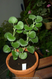 Pelargonium reniforme