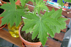Pelargonium ribifolium