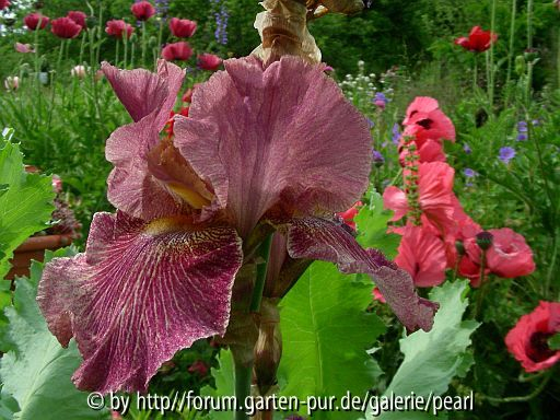 Erzader 2004 Landgraf D mit Glowing Rose