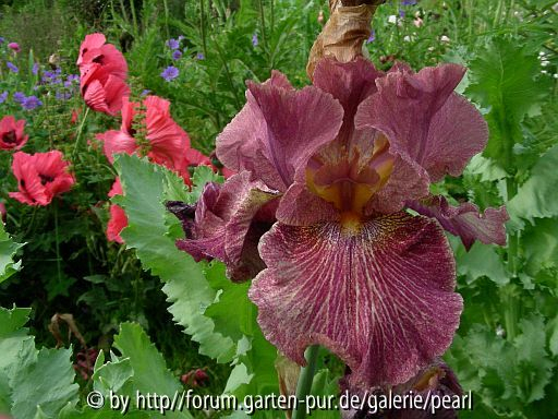 Erzader 2004 Landgraf H mit Glowing Rose