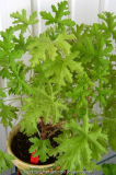 Pelargonium 2 ??