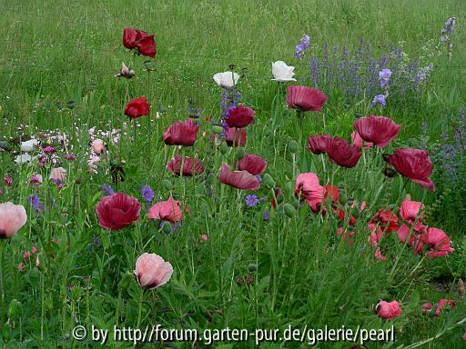 viel Mohn