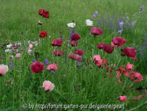 viel Mohn