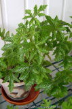Pelargonium 3 ??