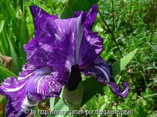 Out of Control 1995 Maryott