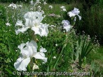 weiße Iris weißes Quartier